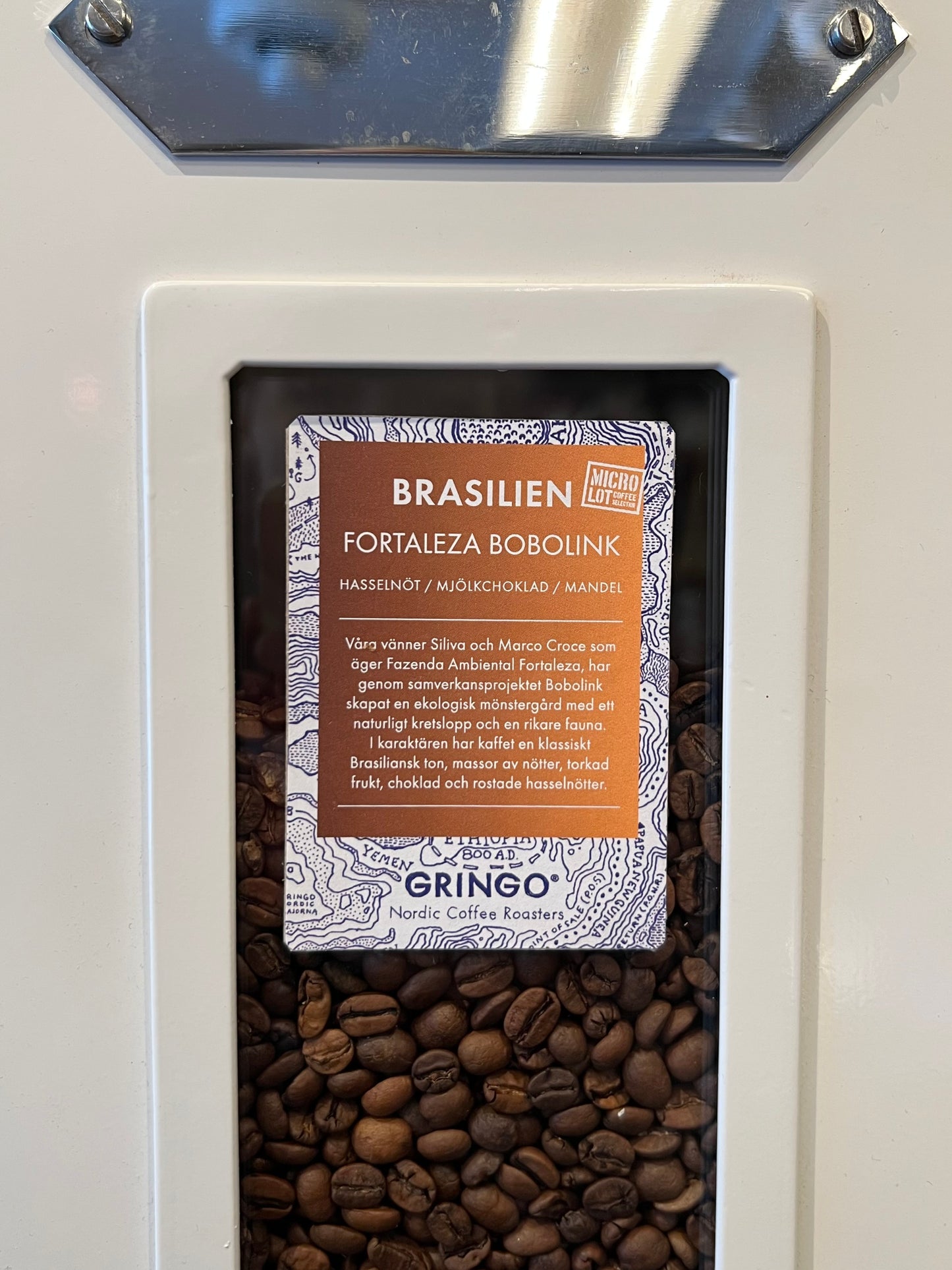 Brasilien Fortaleza Bobolink