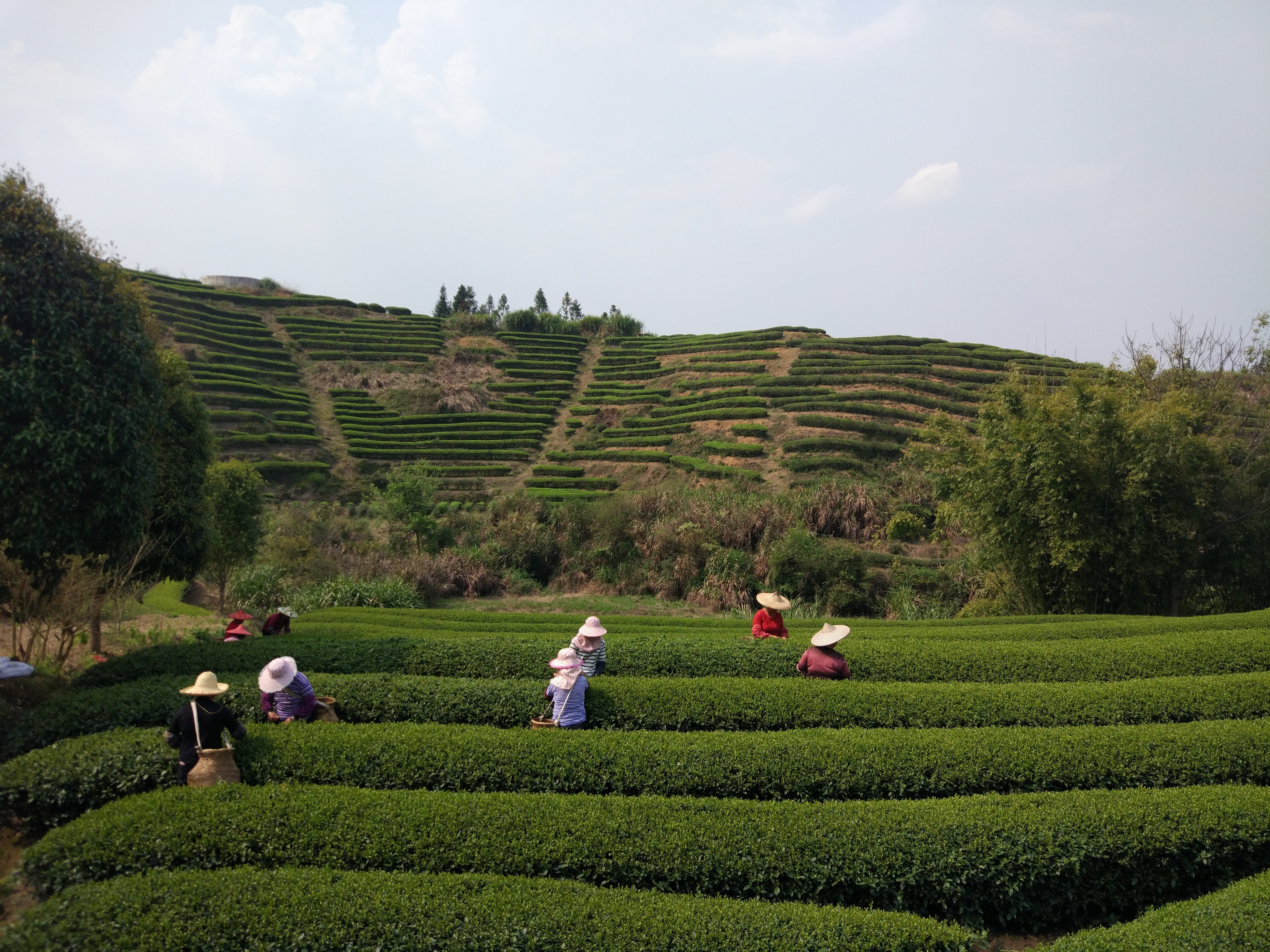 Tie Guan Yin