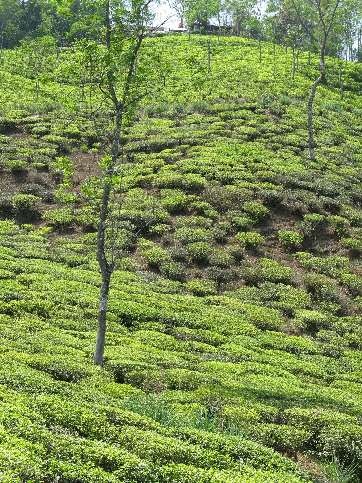 Darjeeling Second Flush Margret's Hope