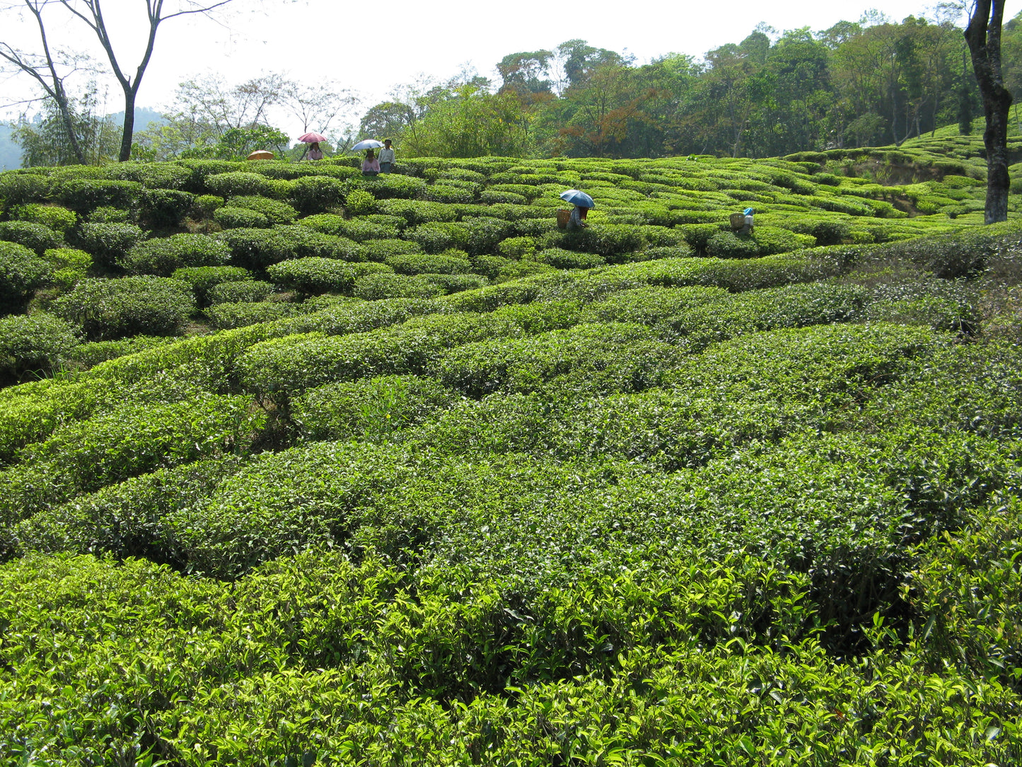 Darjeeling First flush